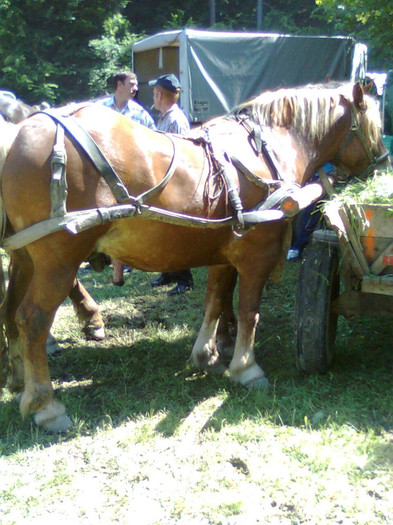 Fotografie0868 - FESTIVALUL ECVESTRU 2012 RASNOV