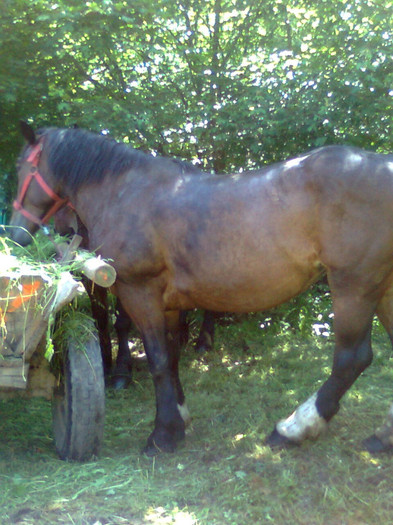 Fotografie0869 - FESTIVALUL ECVESTRU 2012 RASNOV