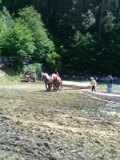 Fotografie0874 - FESTIVALUL ECVESTRU 2012 RASNOV