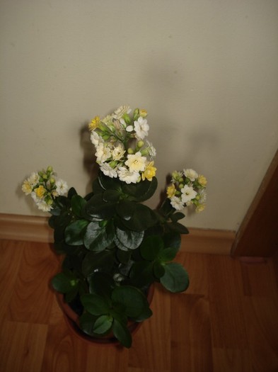 2.06.2012 - kalanchoe  2012