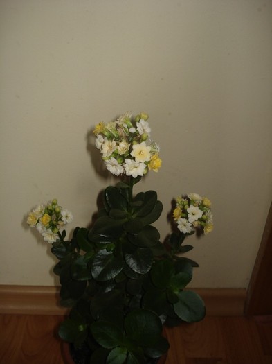 2.06.2012 - kalanchoe  2012