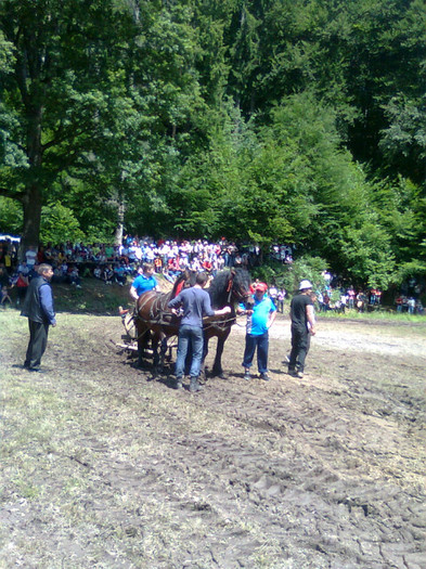 Fotografie0924 - FESTIVALUL ECVESTRU 2012 RASNOV