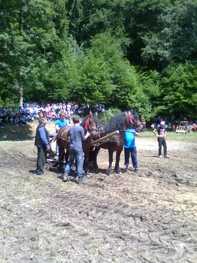 Fotografie0925 - FESTIVALUL ECVESTRU 2012 RASNOV