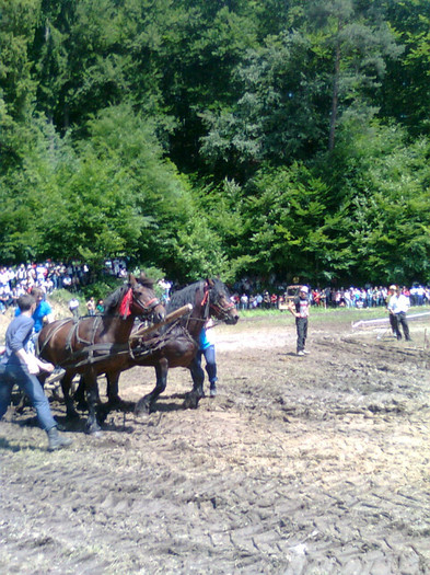 Fotografie0926 - FESTIVALUL ECVESTRU 2012 RASNOV
