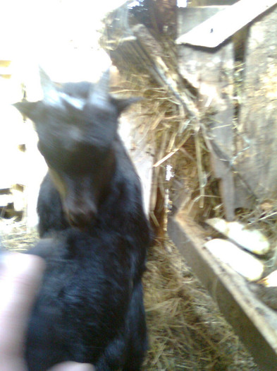 Fotografie0800 - CAPRA METISA