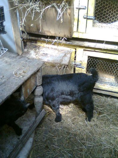 Fotografie0804 - CAPRA METISA