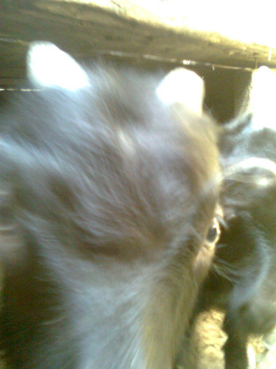 Fotografie0805 - CAPRA METISA