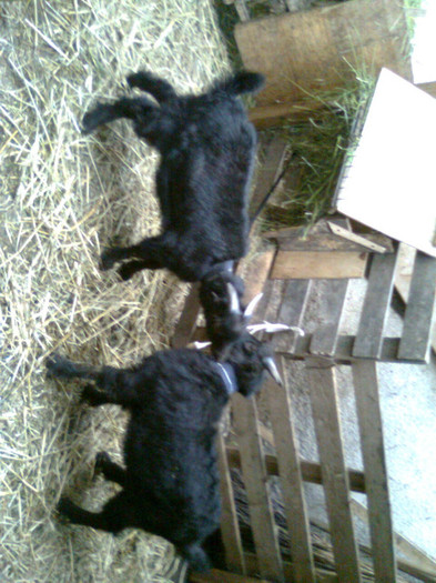 Fotografie0816 - CAPRA METISA