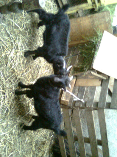 Fotografie0817 - CAPRA METISA