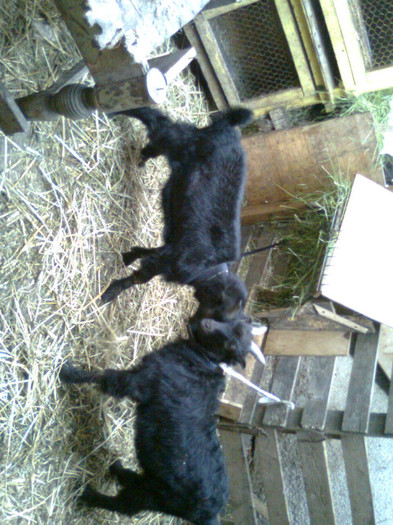 Fotografie0818 - CAPRA METISA