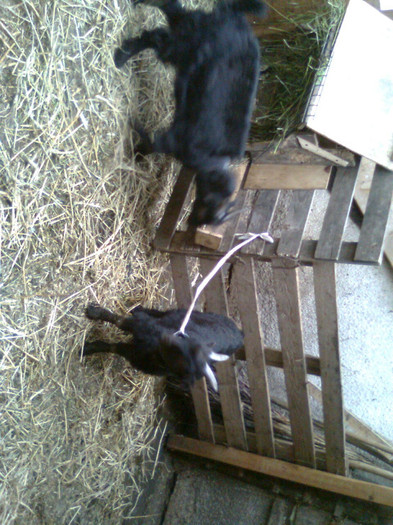 Fotografie0820 - CAPRA METISA