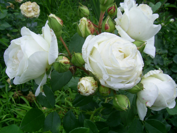 02.06.2012 (311) - Kosmos