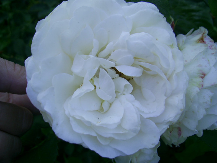 03.06.2012 (17) - Kosmos