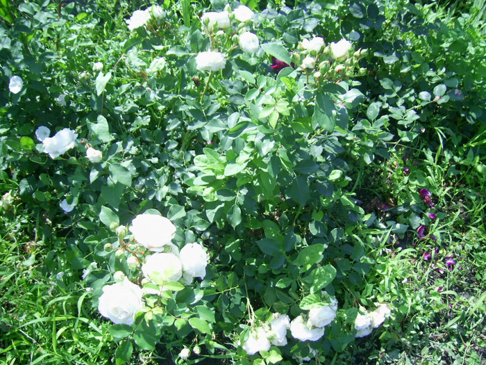 03.06.2012 (234) - Kosmos