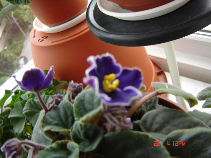 DSC03799 - FLORI 2012