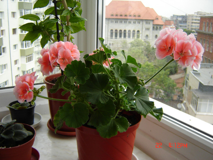 DSC03800 - FLORI 2012