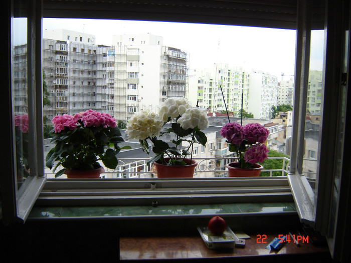 DSC03805 - FLORI 2012