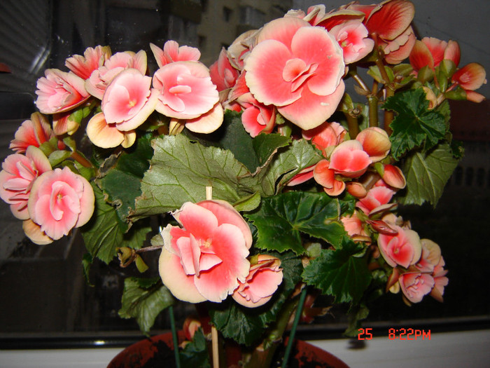 DSC03822 - FLORI 2012
