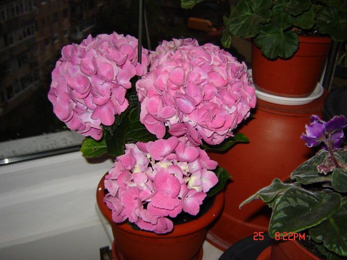 DSC03824 - FLORI 2012