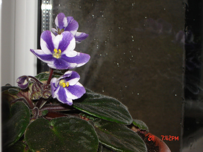 DSC03831 - FLORI 2012