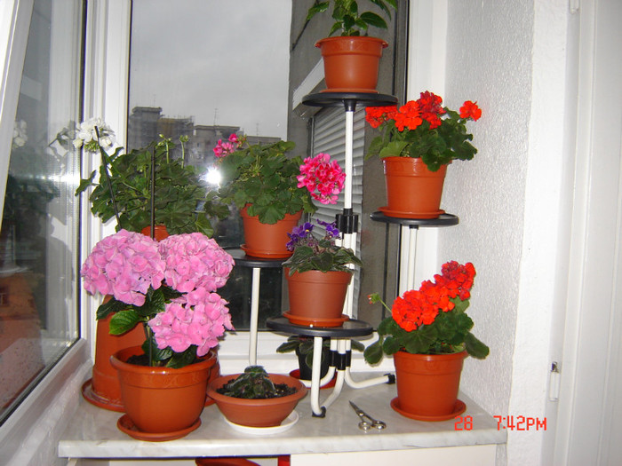 DSC03832 - FLORI 2012