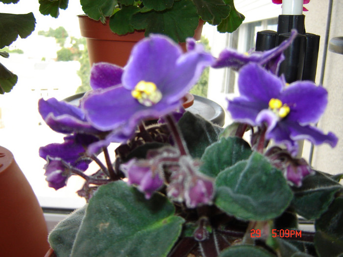 DSC03834 - FLORI 2012
