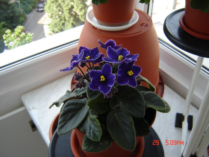 DSC03835 - FLORI 2012