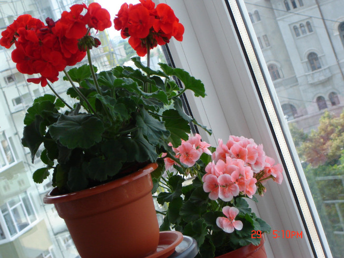 DSC03836 - FLORI 2012