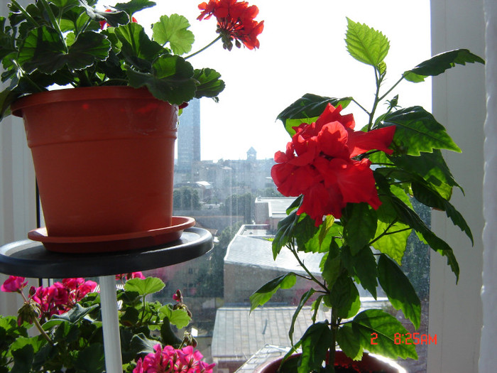 DSC03837 - FLORI 2012