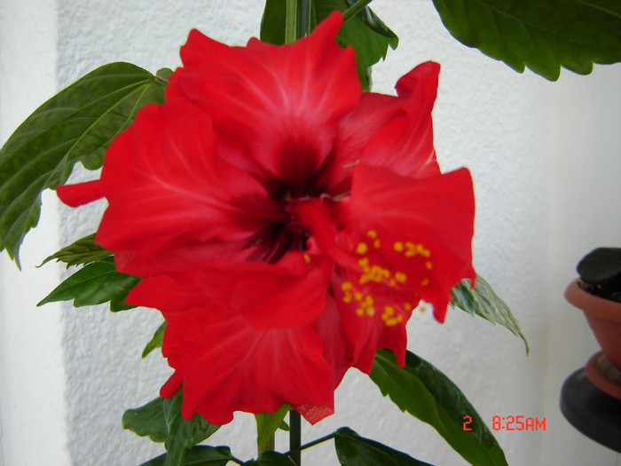 DSC03839 - FLORI 2012