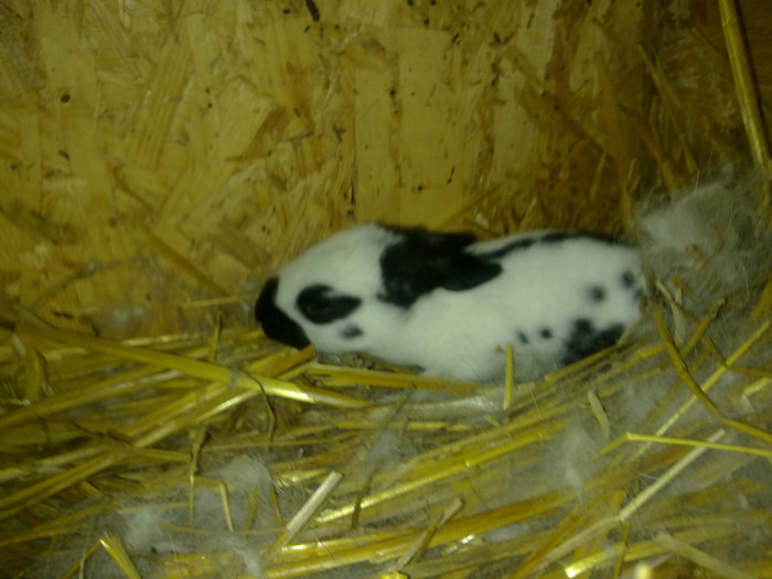 Pui  Fluture German 10 zile (2)