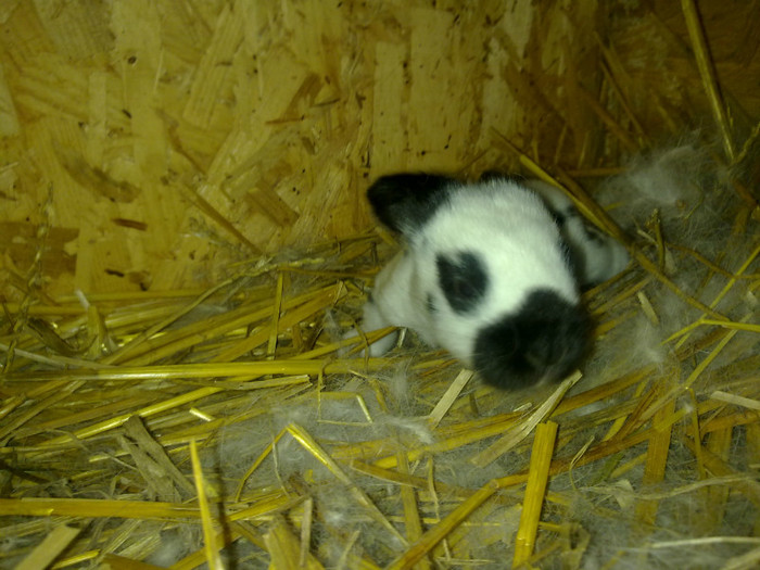 Pui  Fluture German 10 zile (4)