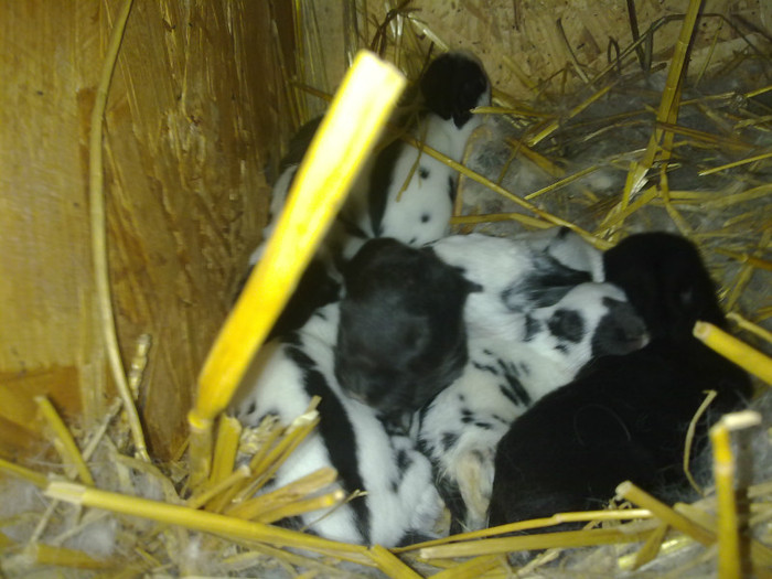 Pui Fluture German 10 zile (1)