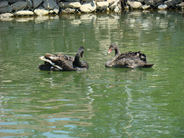 IUNIE 2012 - LEBEDE NEGRE