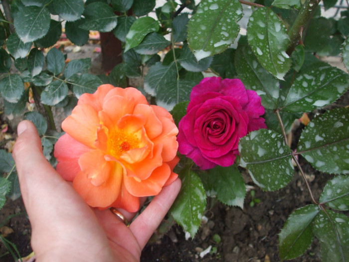 Violette Parfumee si Westerland
