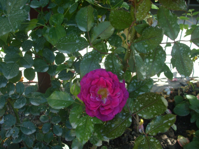Violette Parfumee