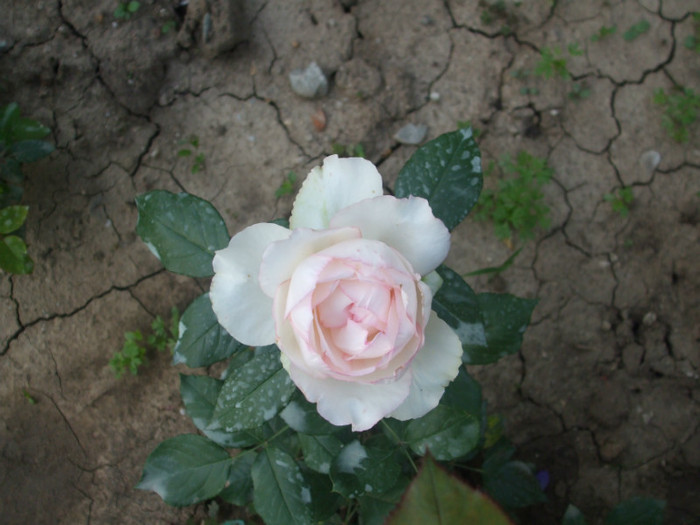Rose Optimiste - vara 2012
