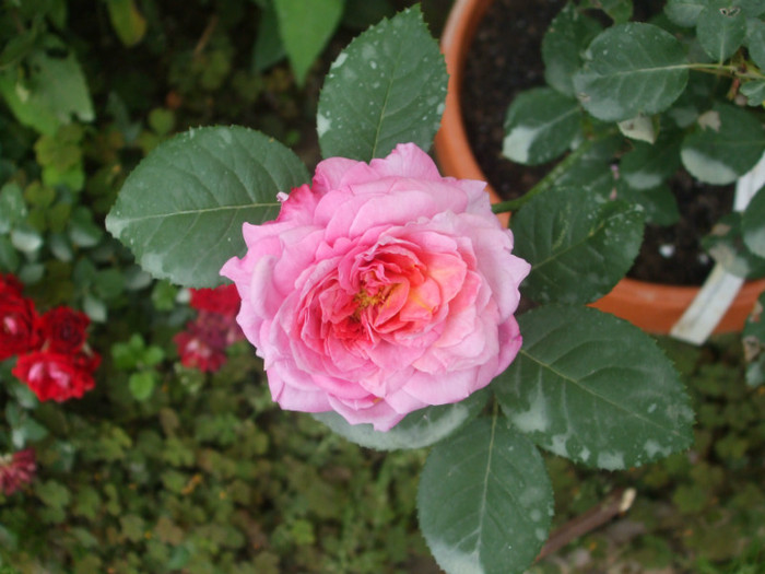 Florajet