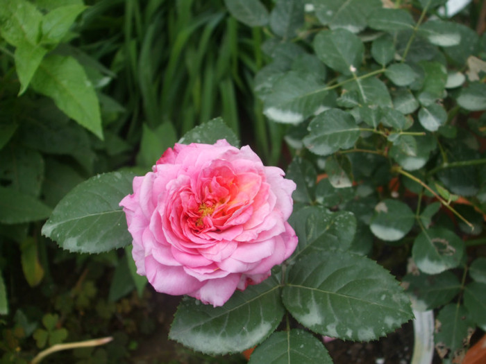 Florajet