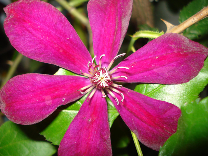 "Westerplatte", 1.06.2012 - Clematis 2012
