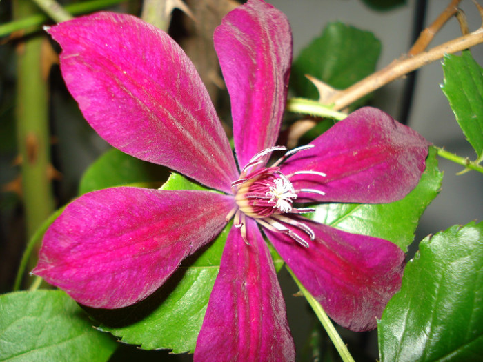 DSC03040 - Clematis 2012