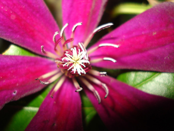 DSC03043 - Clematis 2012