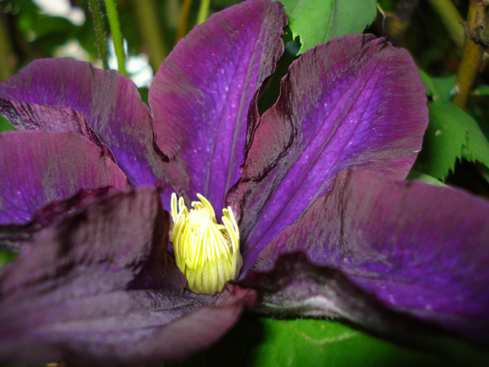 DSC03033 - Clematis 2012