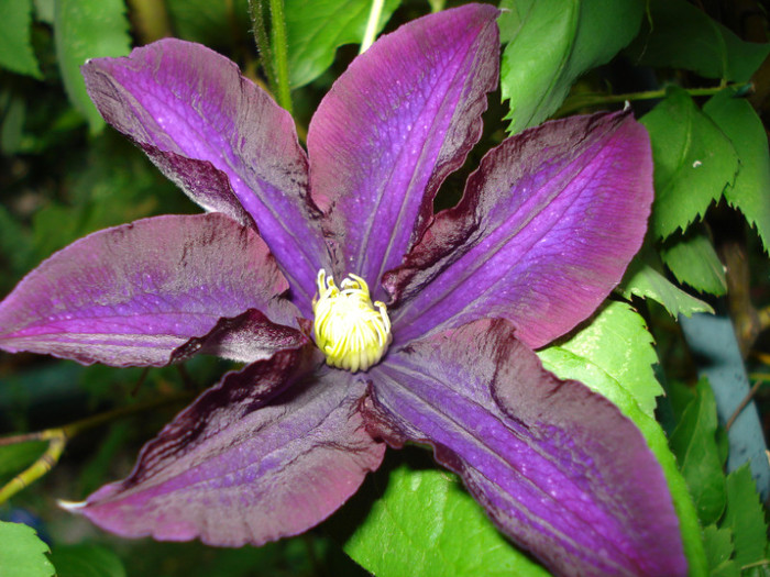 DSC03030 - Clematis 2012