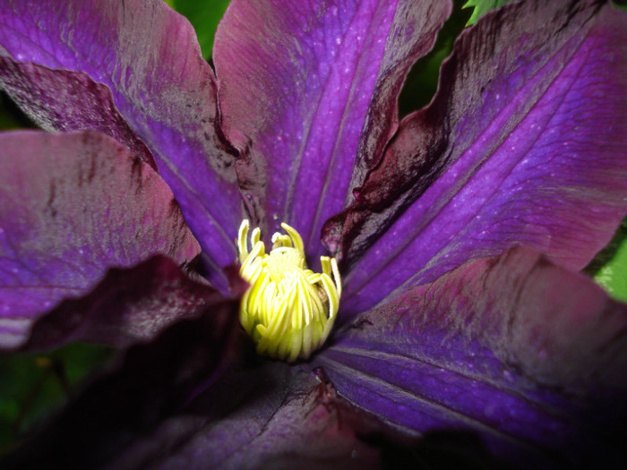 DSC03036 - Clematis 2012