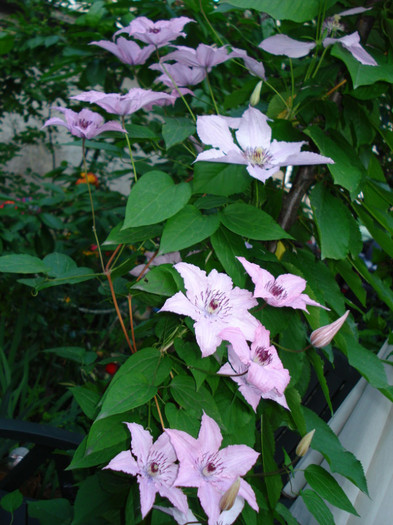 "Hagley Hybrid" - Clematis 2012