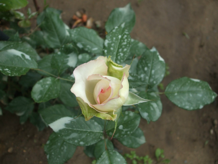 Rose Optimiste