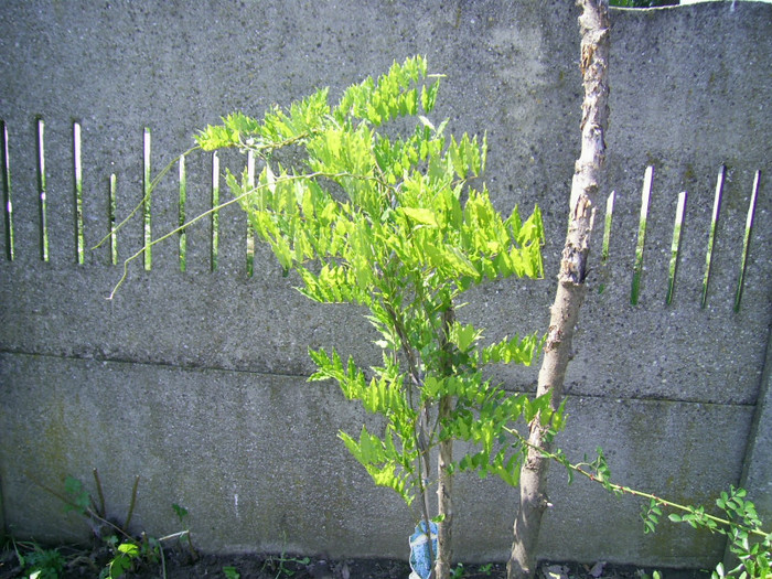 03.06.2012 (285) - wisteria