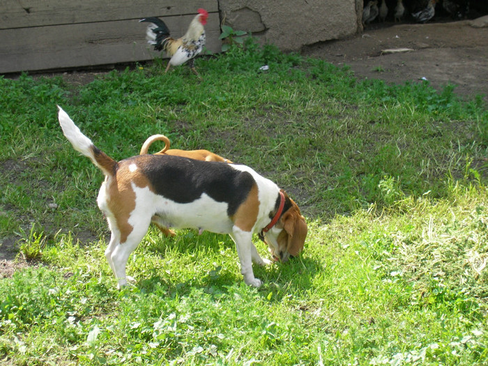 SANY3460 - Cainii mei -Beagle