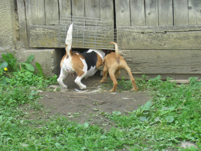 SANY3463 - Cainii mei -Beagle